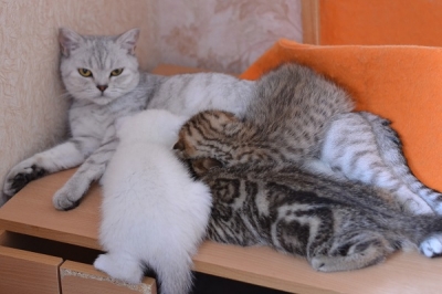 Кошка производитель Ch.SANELL ELEMURRY